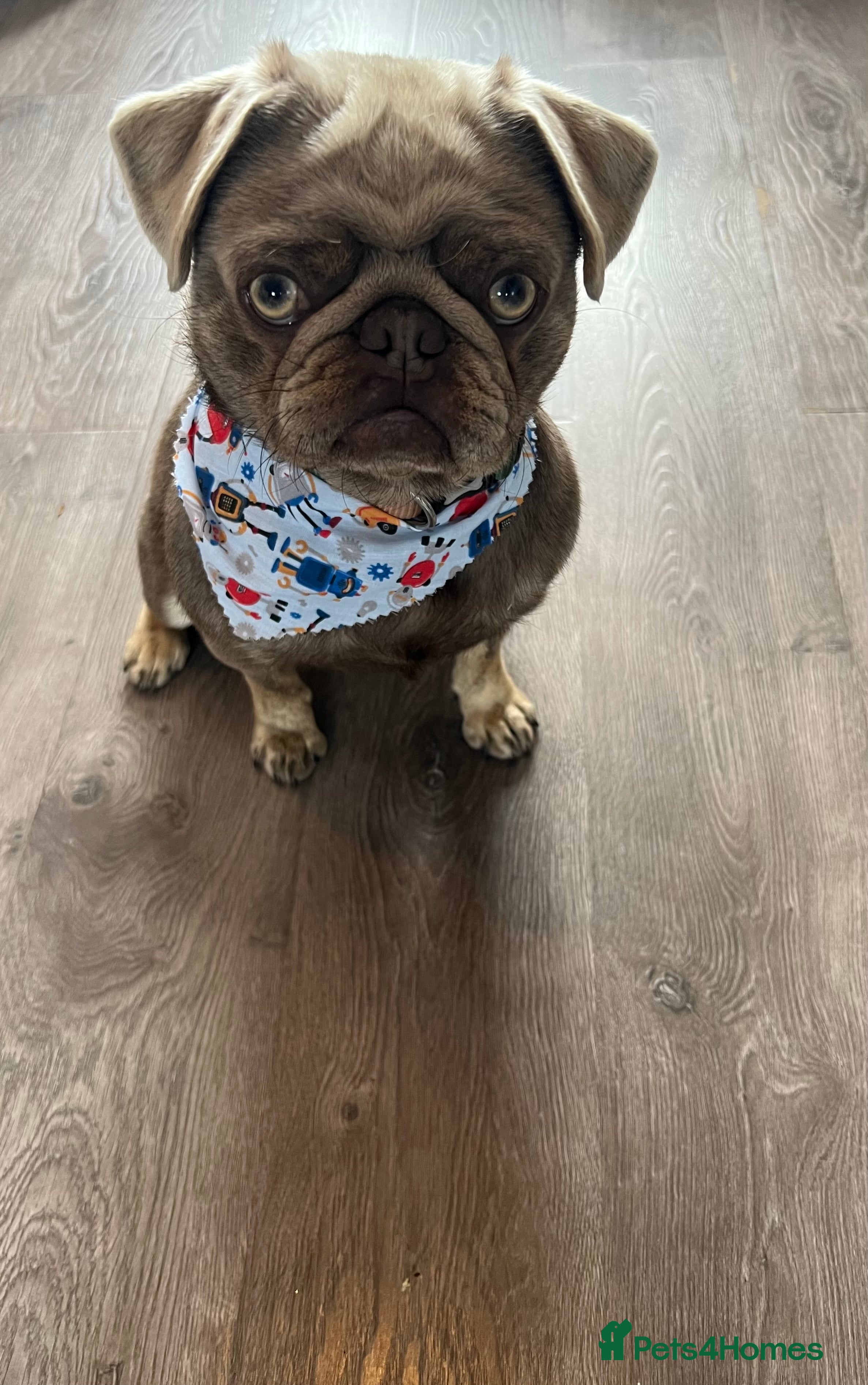 Pug dogs Lilac and Tan male Pug  - Advert 11