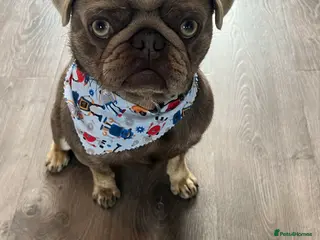 Pug dogs Lilac and Tan male Pug - Advert 11