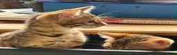 Bengal cats for sale: Pedigree SBT Male Bengal kitten - Advert 1