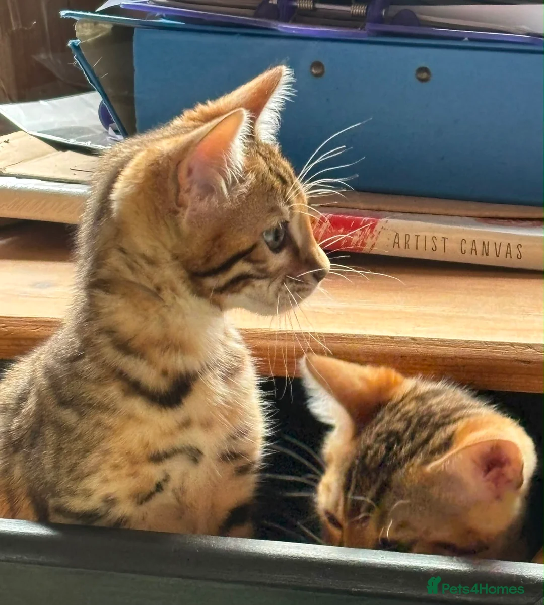 Bengal cats for sale: Pedigree SBT Male Bengal kitten - Advert 1