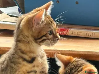 Bengal cats for sale: Pedigree SBT Male Bengal kitten - Advert 1