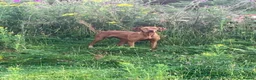 Hungarian Vizsla dogs for sale: Beautiful KC Reg Hungarian Vizsla Puppies - Advert 13