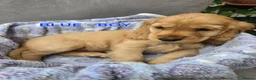 Cocker Spaniel dogs for sale: Beautiful 100% Cocker Spaniel puppies- litter of 6 - Advert 19