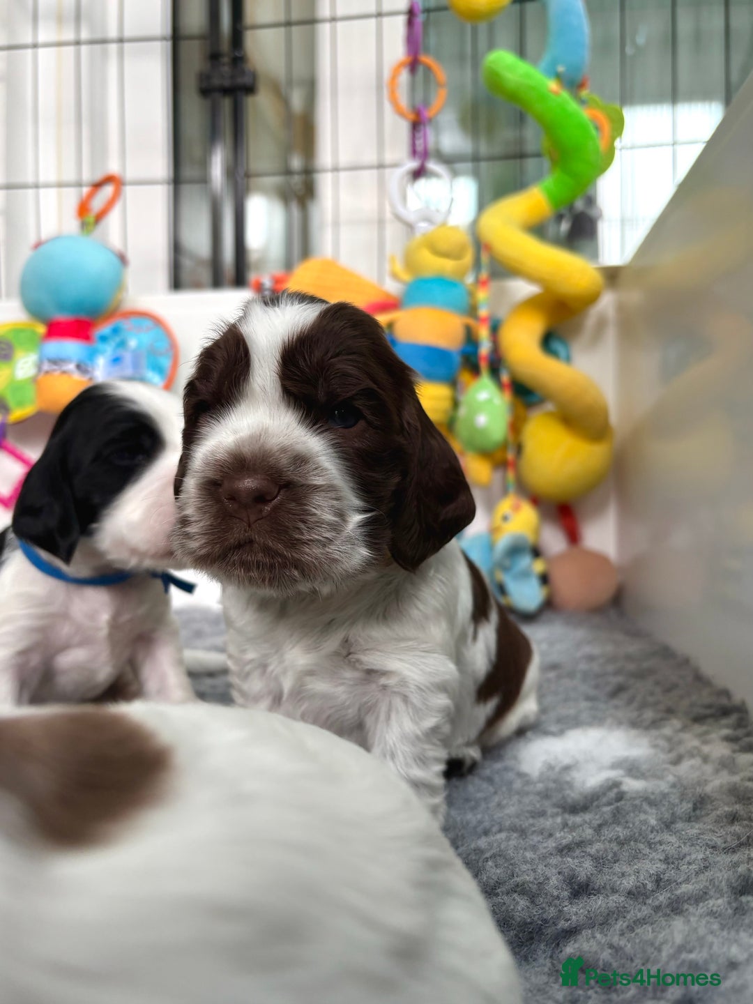Cocker Spaniel dogs for sale: KC Reg; Home Raised; Low COI; DNA CLEAR; Show Type - Image 36