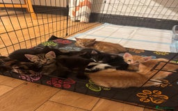 Mixed Breed cats for sale: Kittens will be ready 8th September for new home! - Image 1