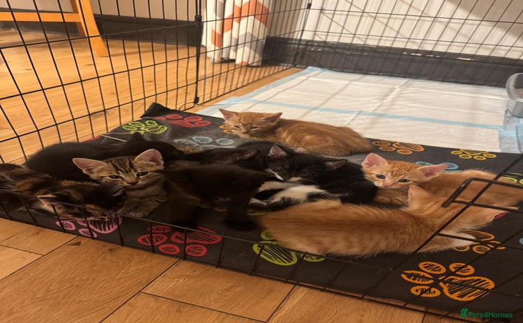 Mixed Breed cats - Advert 2
