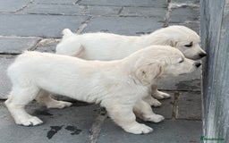 Golden Retriever dogs for sale: Stunning Puppies Ready Now (Updated pics) - Image 22