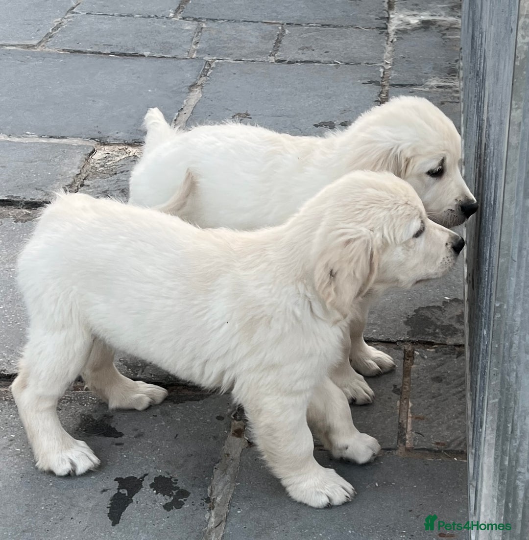 Golden Retriever dogs for sale: Stunning Puppies Ready Now (Updated pics) - Image 22