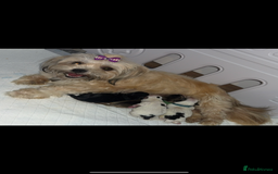 Shih Tzu dogs for sale: Shih tzu puppies - Image 6