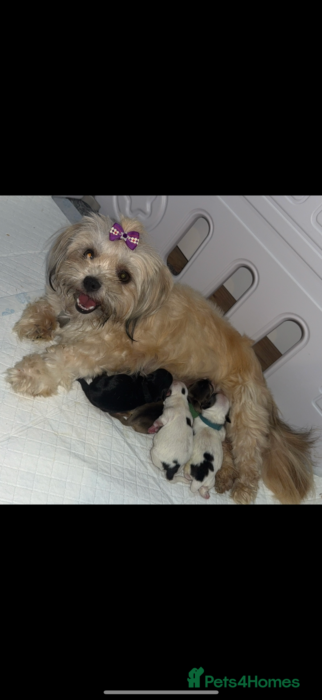 Shih Tzu dogs for sale: Shih tzu puppies - Image 6