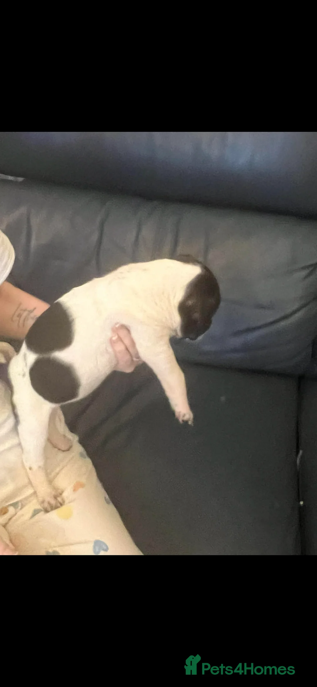 Mixed Breed dogs for sale: Shar pei x pocket bully - Advert 9