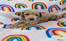 Miniature Poodle dogs for sale: Stunning Red & Phantom Poodles - Image 26