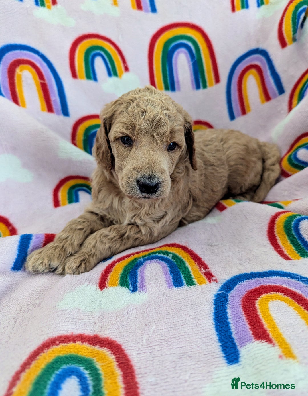 Miniature Poodle dogs for sale: Stunning Red & Phantom Poodles - Image 26