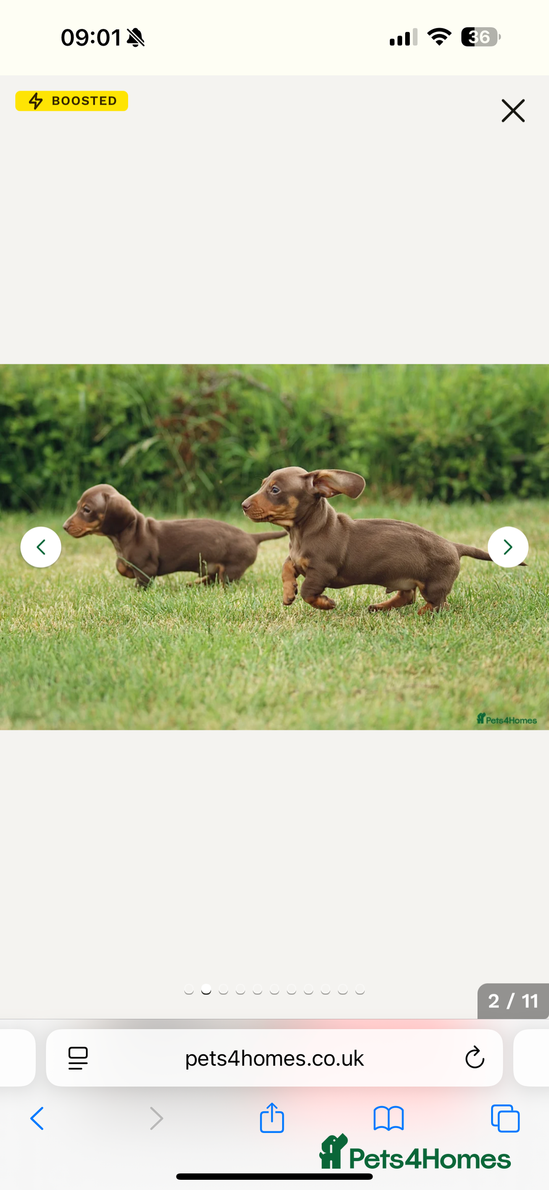 Dachshund dogs for sale: Brown/Biscuit friendly Dachshund puppy  - Image 7