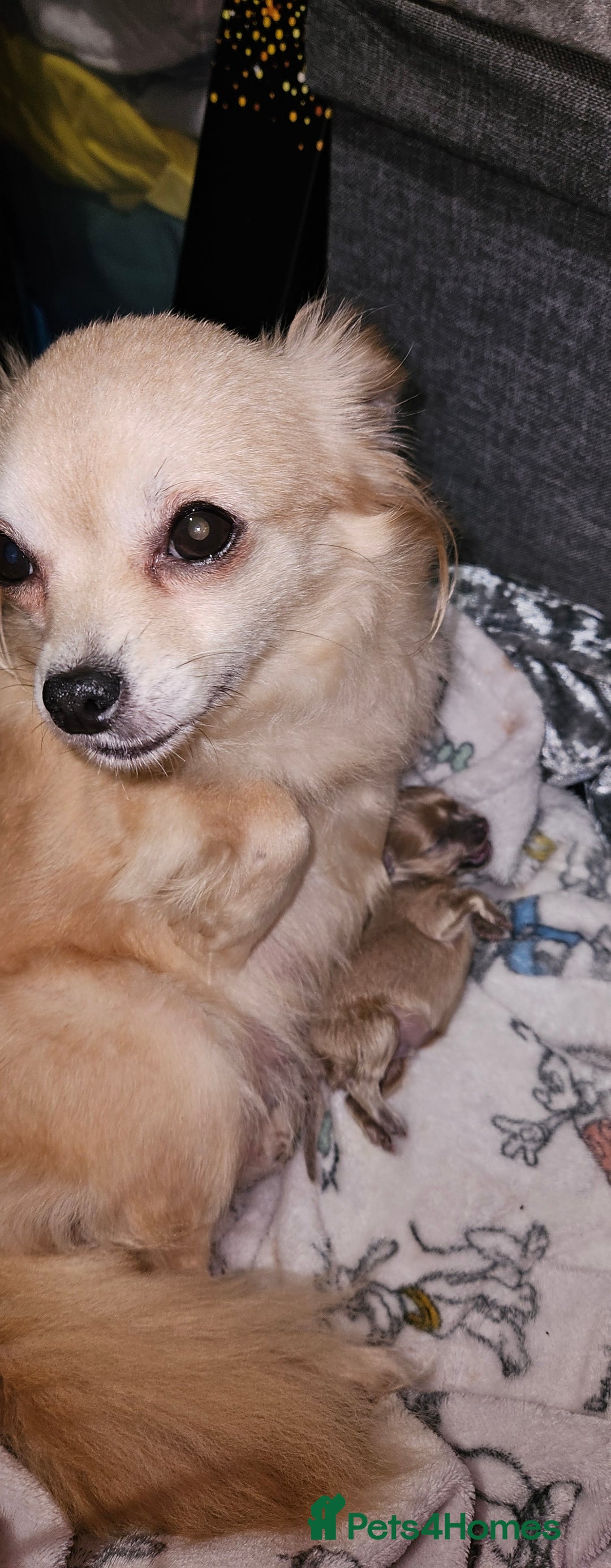 Chihuahua dogs for sale: Beautiful boy chuiuiuah - Advert 7