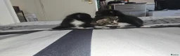 European cats for sale: Adorable Kittens Looking for Forever Homes 🐱❤️ in London - Advert 4