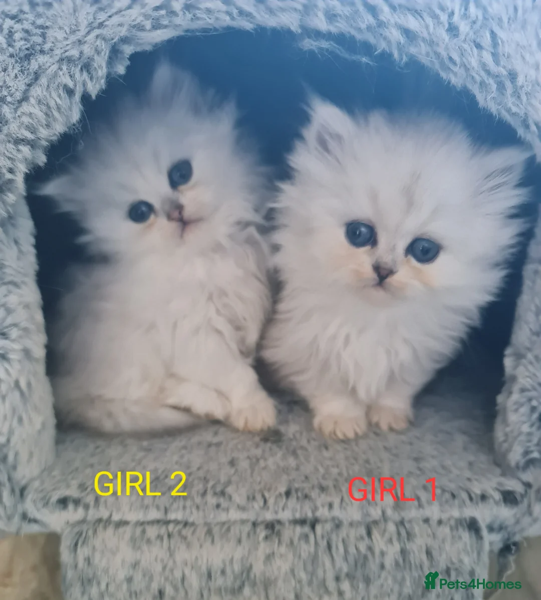 Persian cats for stud: Stunning Persian Silvertip Chinchilla for Stud in Bedford - Advert 11