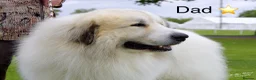 Pyrenean Mountain Dog dogs for sale: ONLY 1 Pyrenean Mountain Dog Puppies left 💙💛💙💛 - Advert 15