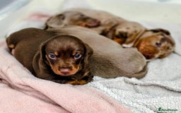 Dachshund dogs for sale: Billy  - Image 9