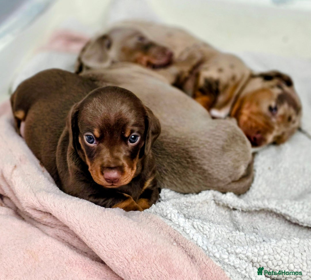 Dachshund dogs for sale: Billy  - Image 9