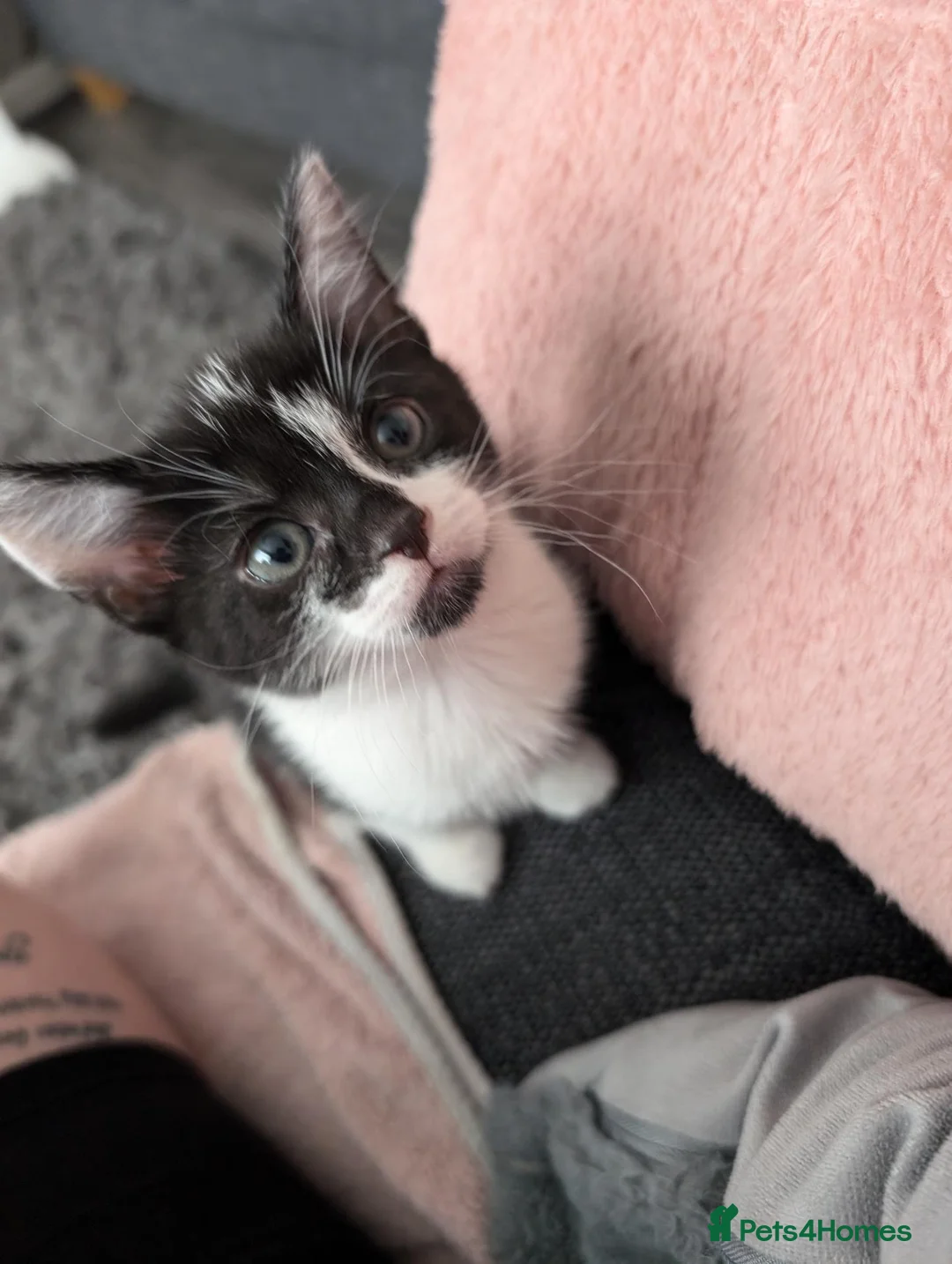 Ragdoll cats for sale: 4 beautiful kittens in London - Advert 5