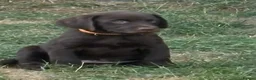 Labrador Retriever dogs for sale: KC Labrador puppies - Advert 12