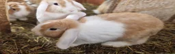 Dwarf Lop rabbits for sale: Friendly, lovely, laidback dwarf lop girls🐰🥰 - Advert 13