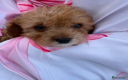 Cavapoo dogs for sale: 🐾💕💙STUNNING F1 CAVAPOOS 💙💕🐾 - Image 12