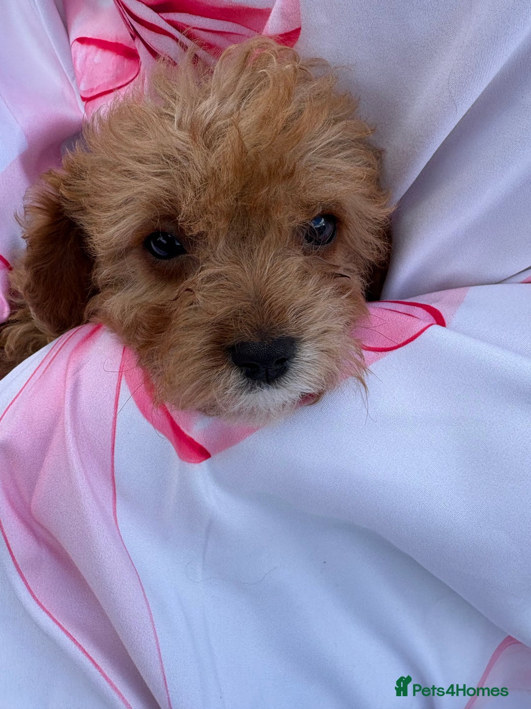 Cavapoo dogs for sale: 🐾💕💙STUNNING F1 CAVAPOOS 💙💕🐾 - Image 12