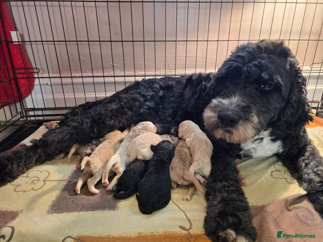 Goldendoodle dogs for sale: Goldendoodles  - Advert 1