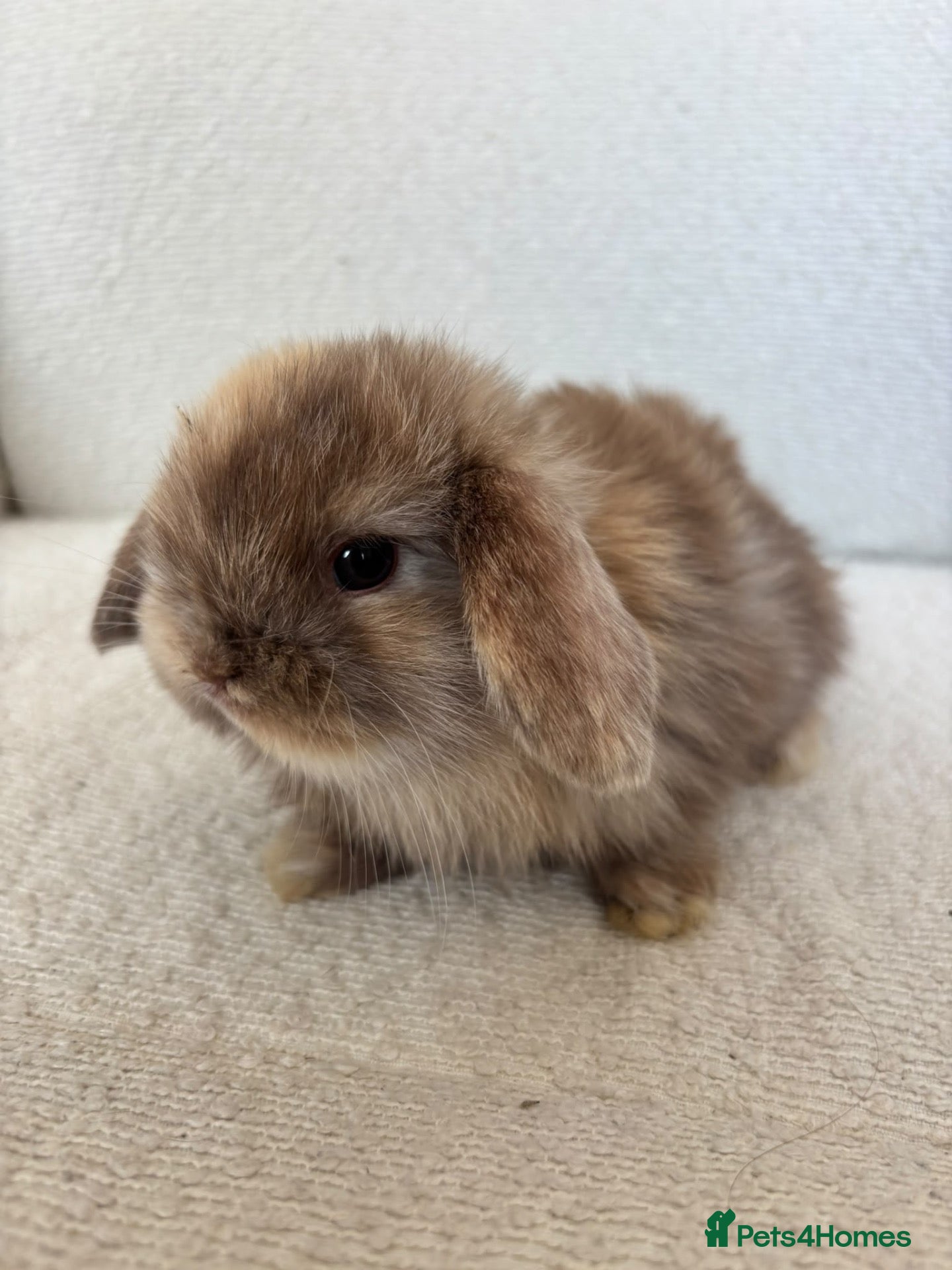 Mini Lop rabbits Mini Lops, chocolate harlequins - Advert 1
