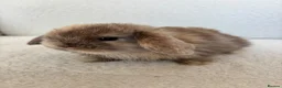 Mini Lop rabbits for sale: Mini Lops, chocolate harlequins - Advert 1