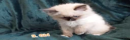 Ragdoll cats for sale: Ragdoll kitten. Ready for a new home  - Advert 5