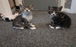 Mixed Breed cats for sale: Kittens  - Image 13