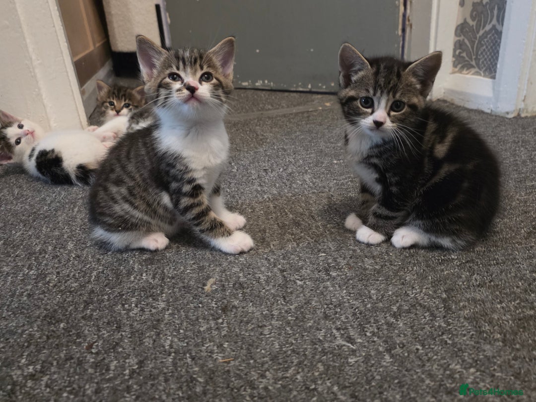 Mixed Breed cats for sale: Kittens  - Image 13