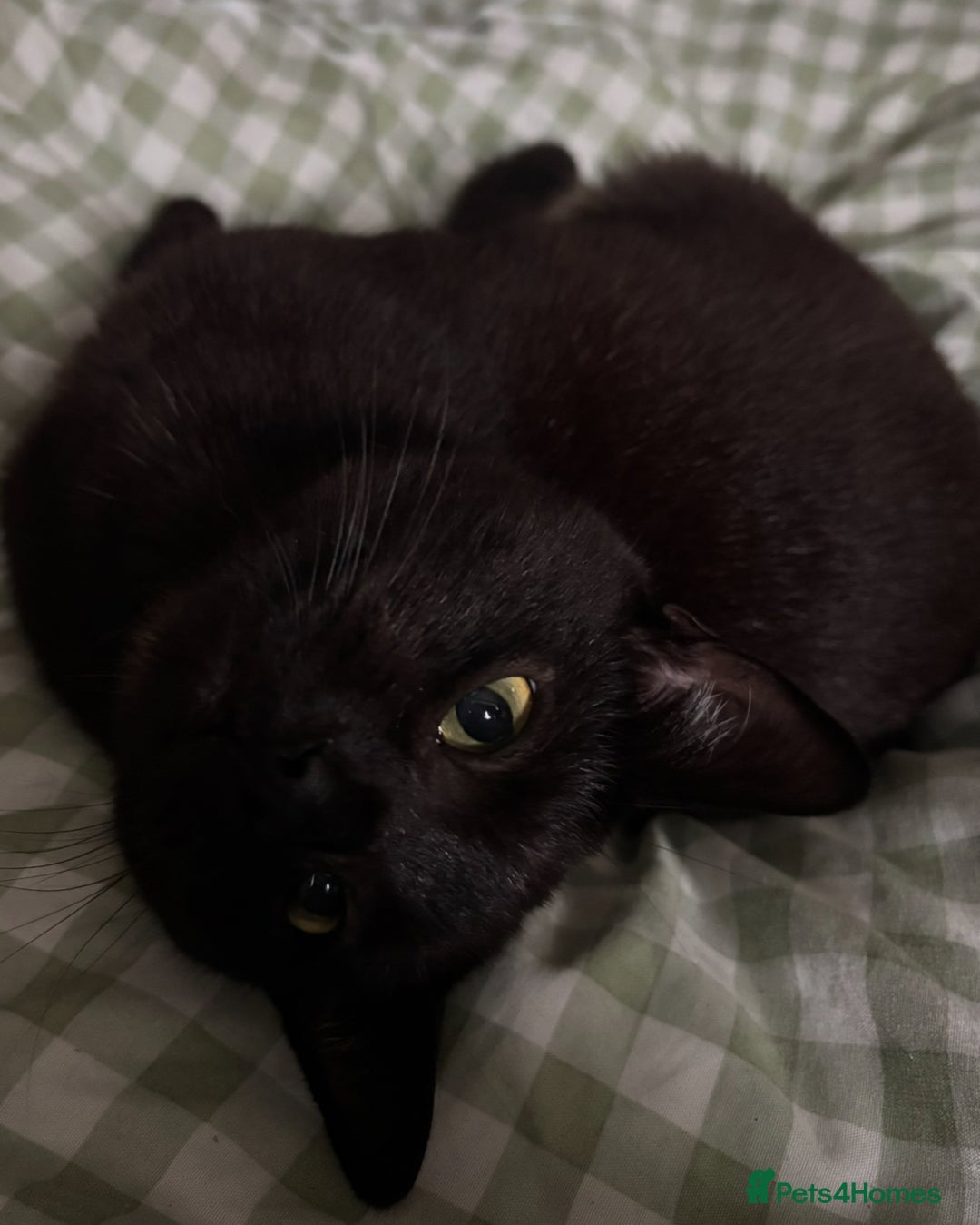 Domestic Shorthair cats for sale: twin males bonded pair - Advert 8