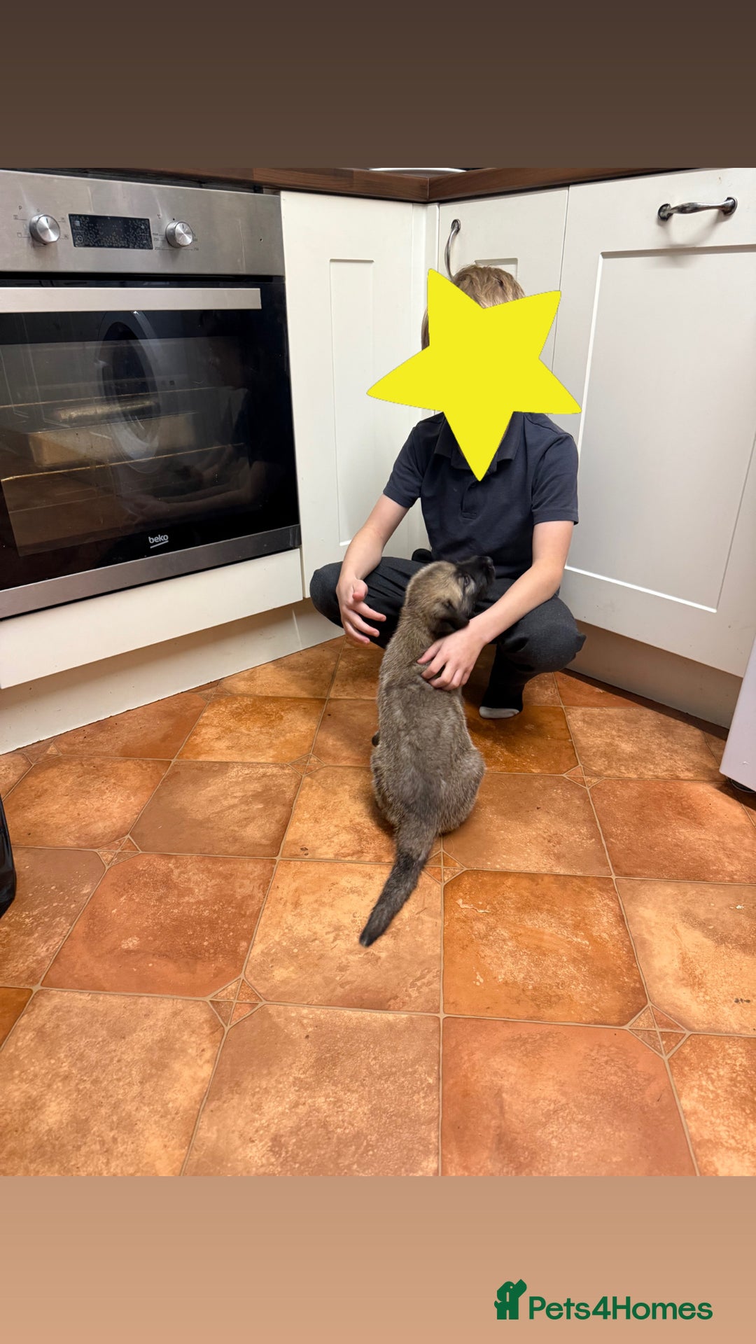 Irish Wolfhound dogs for sale: Bred From Extensively Health Tested Parents - Advert 24