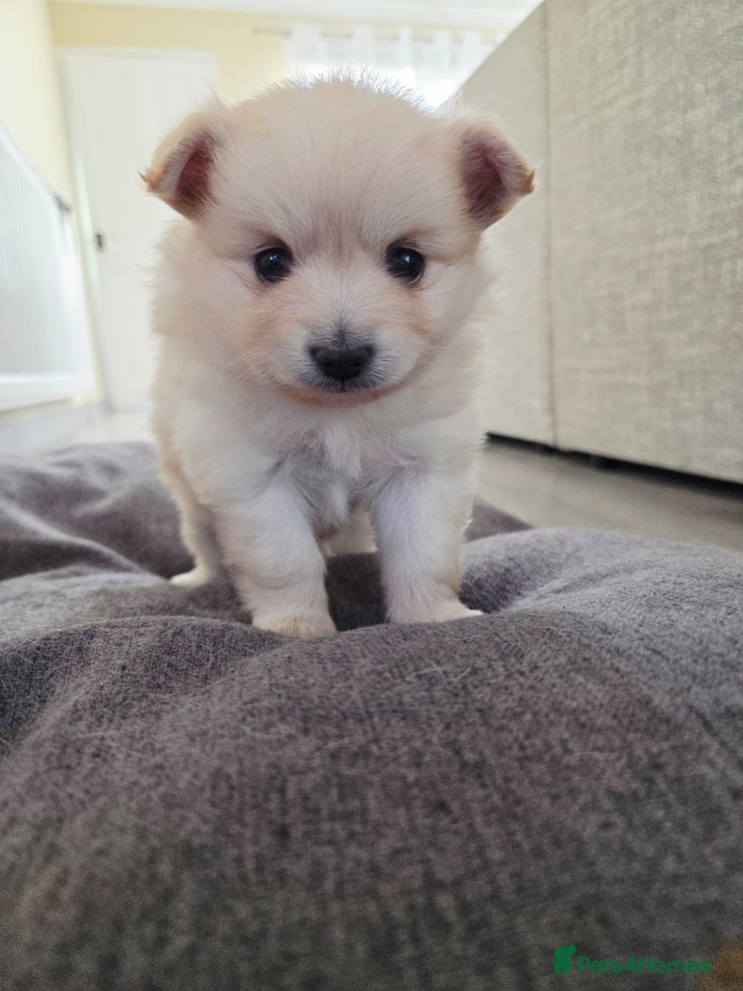 Pomeranian dogs for sale: Beautiful Pomeranian Puppies - Advert 5