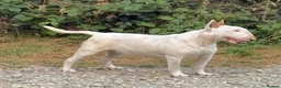 Bull Terrier dogs for sale: Beautiful Bull Terrier Bitch 21 months old - Advert 3