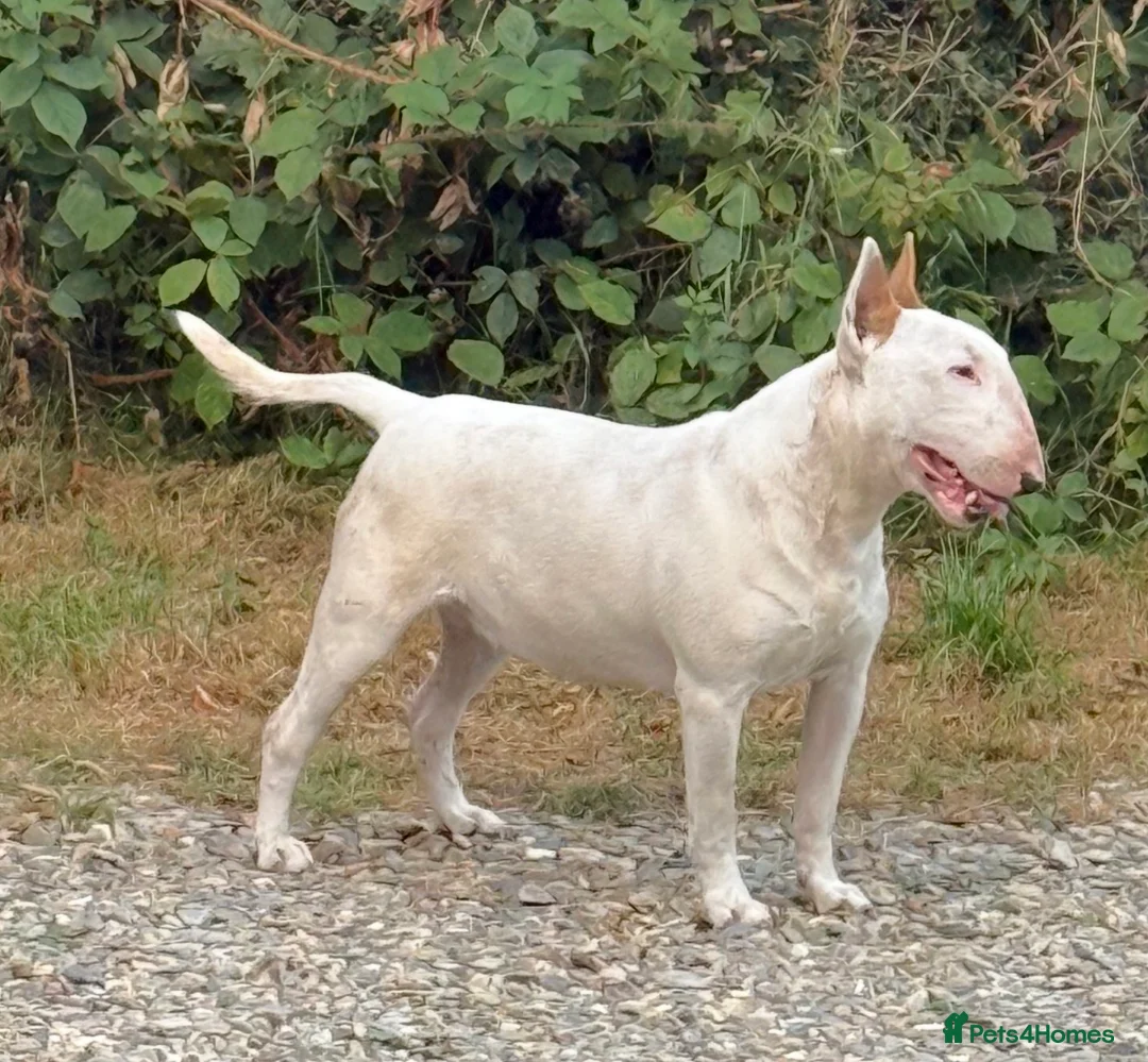 Bull Terrier dogs for sale: Beautiful Bull Terrier Bitch 21 months old - Advert 3