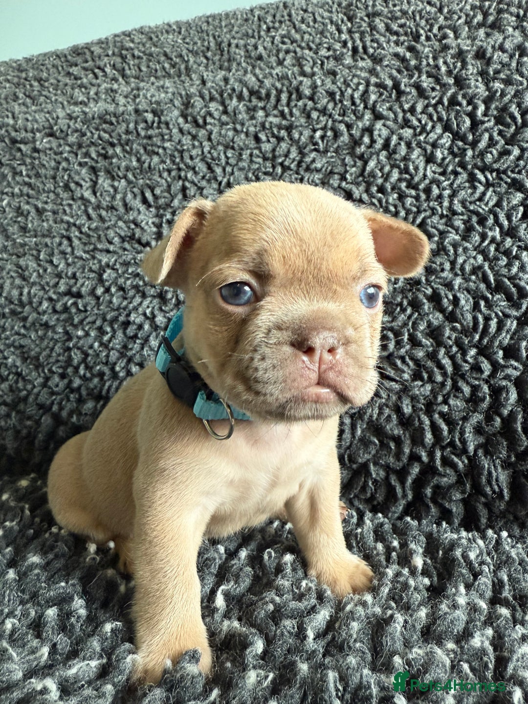 French Bulldog dogs for sale: French Bulldog Puppies. Rojo, New Shade, Isabella. - Advert 3