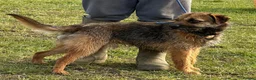 Border Terrier dogs for sale: Border terrier puppies for sale  in Cambridge - Advert 3