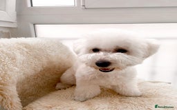 Bichon Frise dogs for sale: Bichon Frise Boy Need A New Home - Image 2