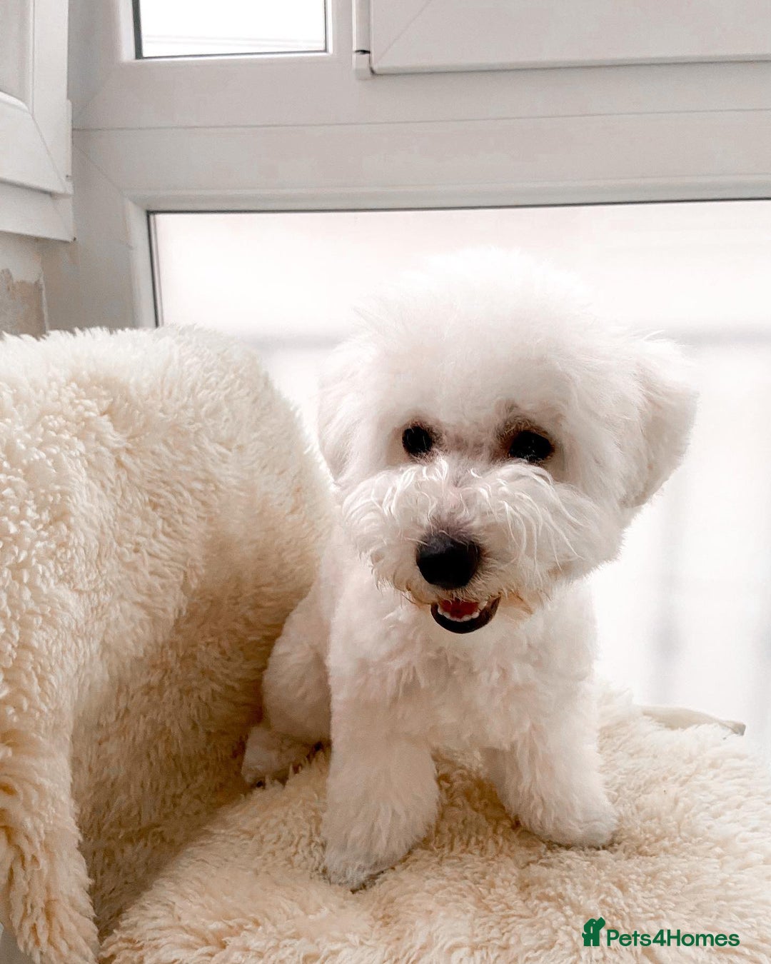 Bichon Frise dogs for sale: Bichon Frise Boy Need A New Home - Image 2