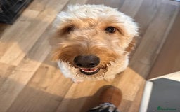 Labradoodle dogs for sale: Female labradoodle  - Image 1