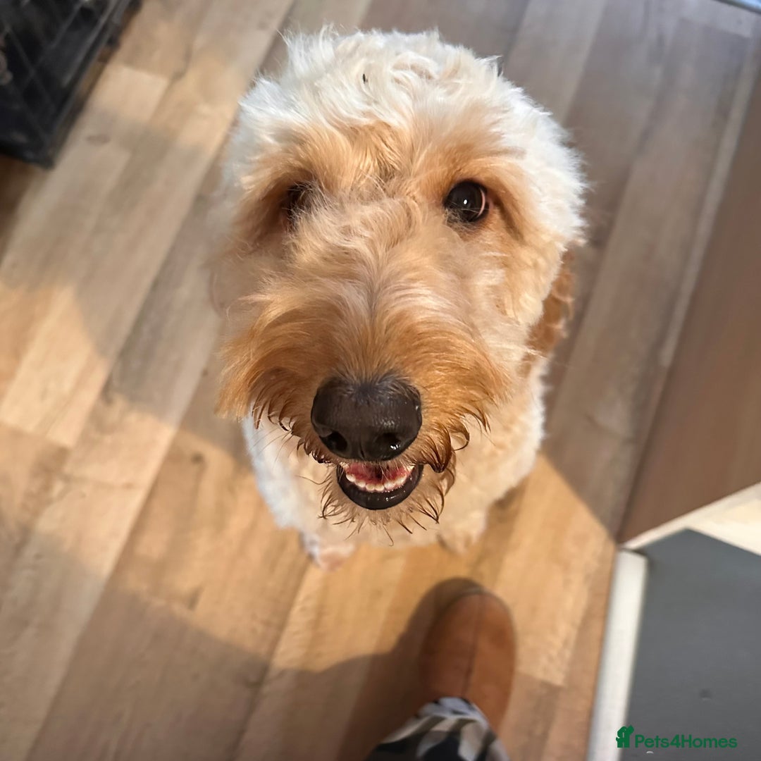 Labradoodle dogs for sale: Female labradoodle  - Image 1