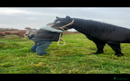 Welsh Section D horses for sale: Section D beautiful Black Mare Magic - Image 22
