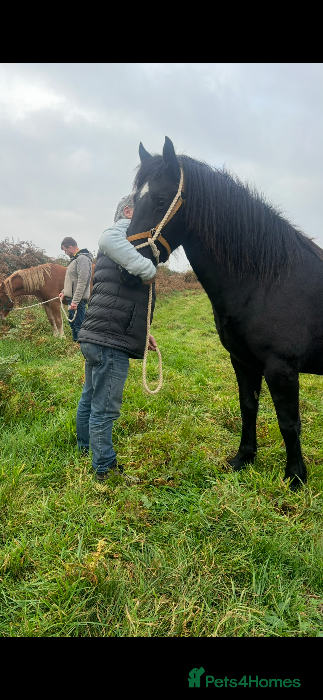 Welsh Section D horses for sale: Section D beautiful Black Mare Magic - Image 22