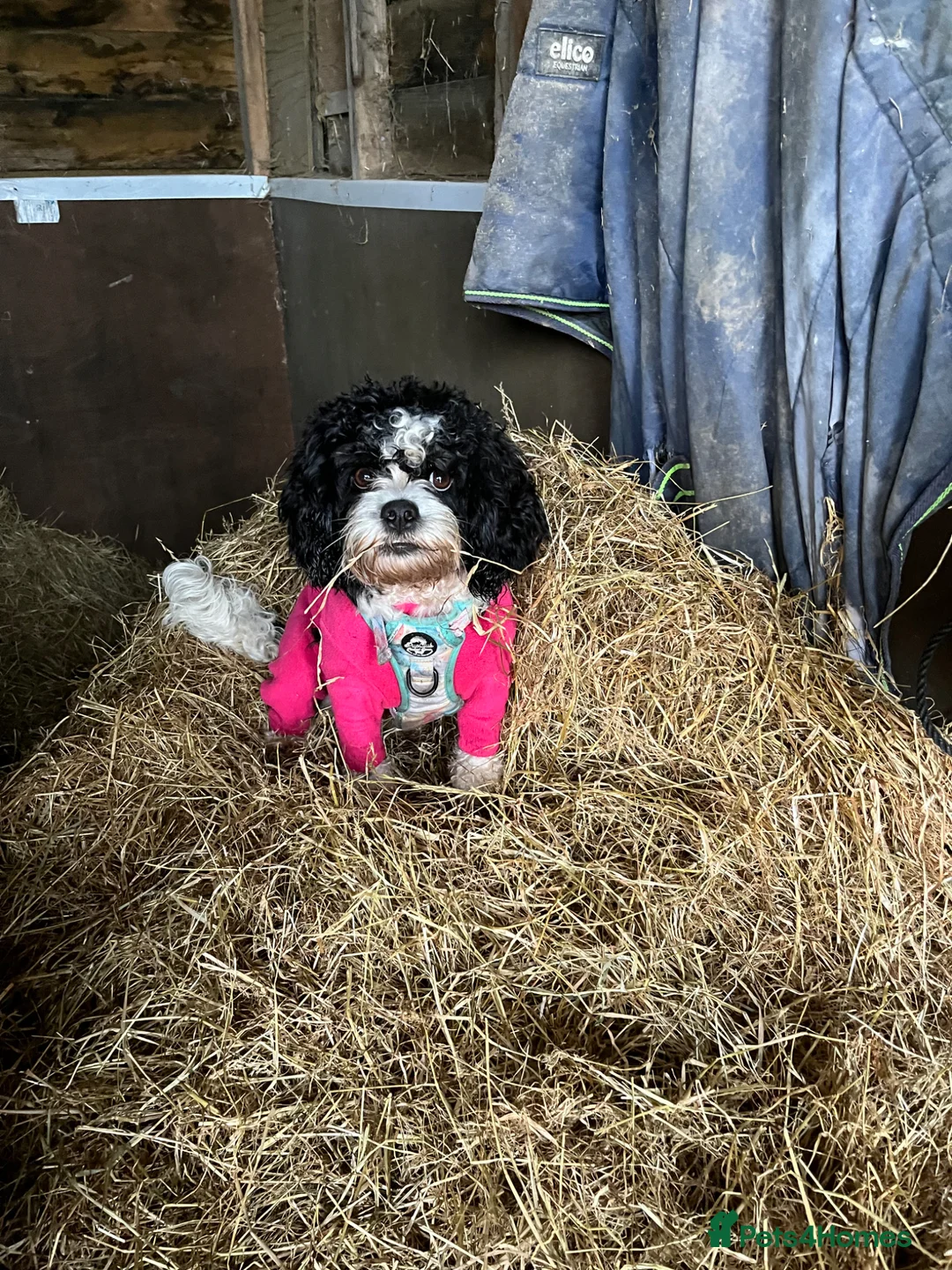 Mixed Breed dogs for sale: Beautiful Cavapoo x sprocker spaniel puppies - Advert 27