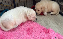 Labrador Retriever dogs for sale: Beautiful Labrador Puppies - Image 5